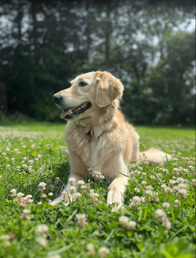 Foundational Training