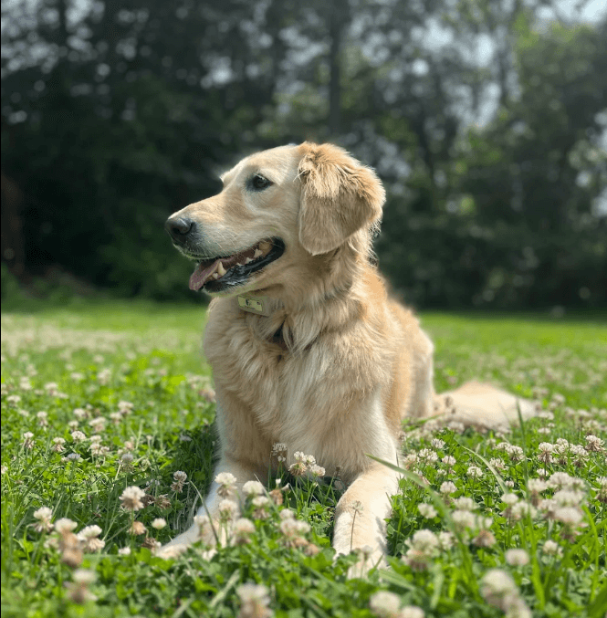 The 3 D's of Dog Training