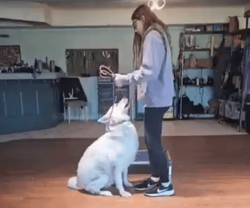 Looking For Custom Commands?