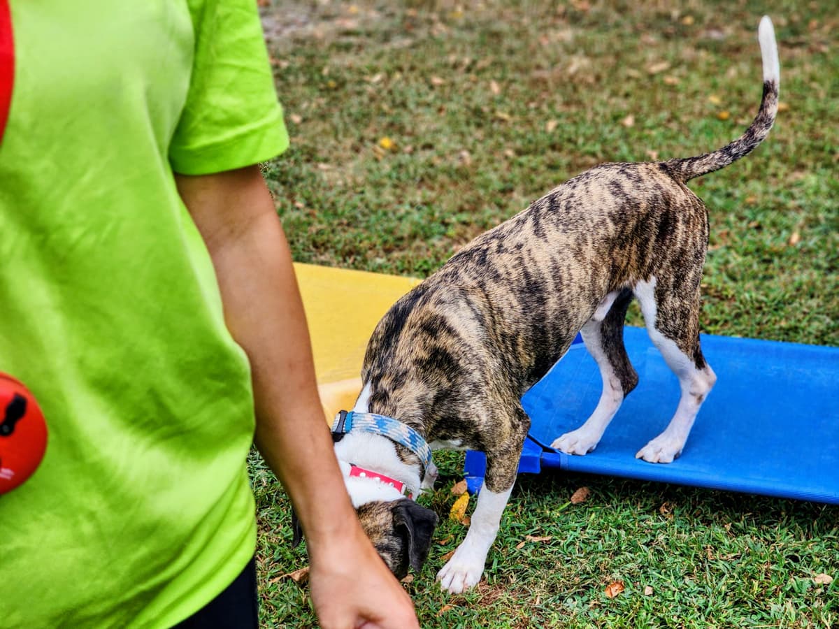 Service Dog Training